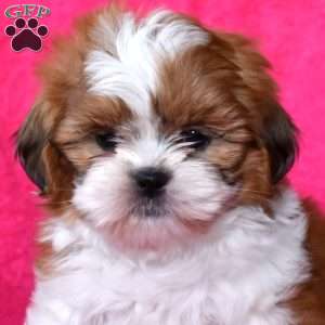 Archie, Shih Tzu Puppy