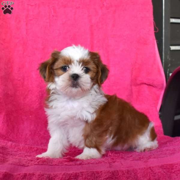 Ariel, Shih Tzu Puppy
