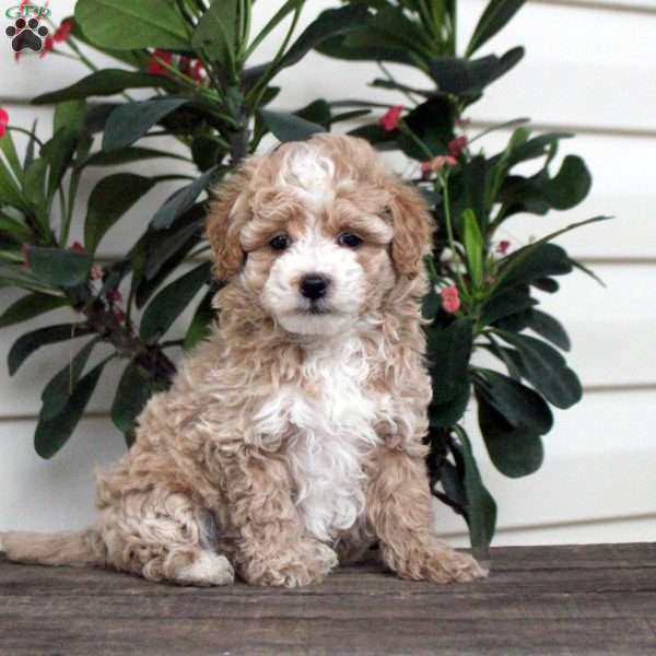 Arlo, Maltipoo Puppy
