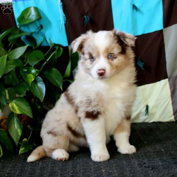 Arlo, Miniature Australian Shepherd Puppy