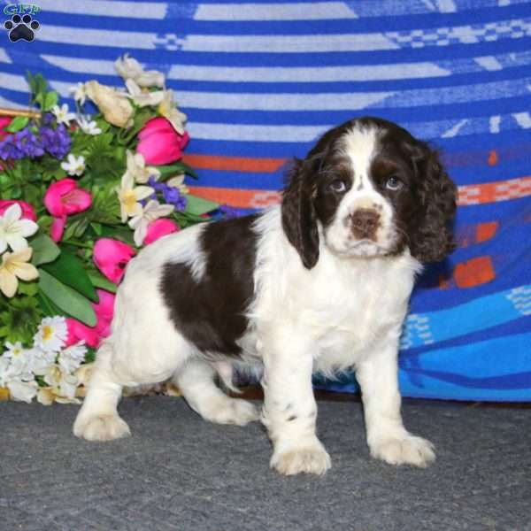 Arlo, Cocker Spaniel Puppy