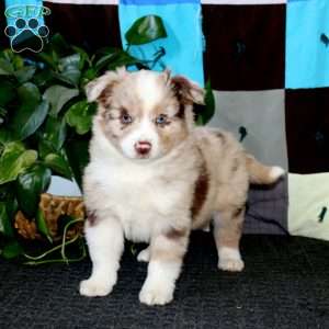 Arlo, Miniature Australian Shepherd Puppy