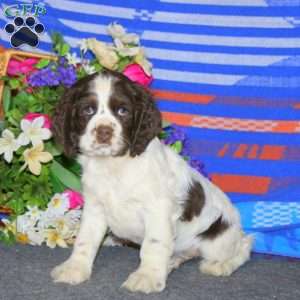 Arlo, Cocker Spaniel Puppy