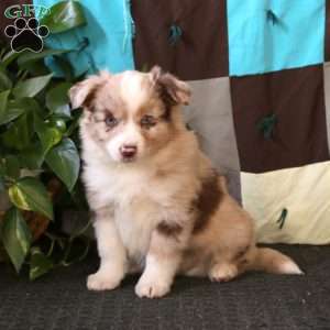 Arlo, Miniature Australian Shepherd Puppy