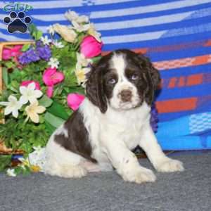 Arlo, Cocker Spaniel Puppy