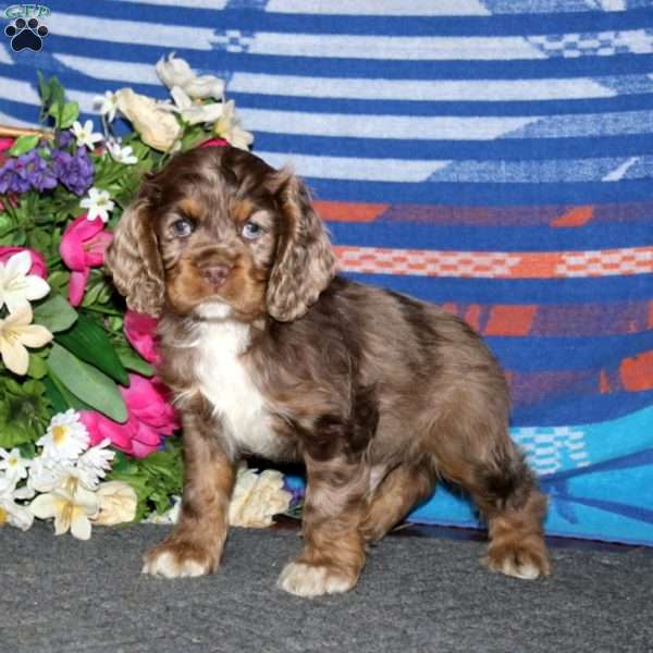 Arnie, Cocker Spaniel Puppy