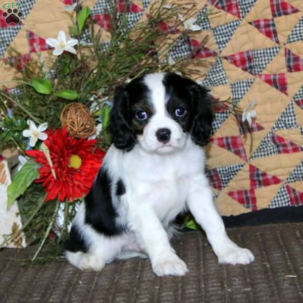 Arnie, Cavapoo Puppy