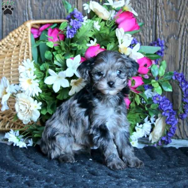 Arnie, Maltipoo Puppy