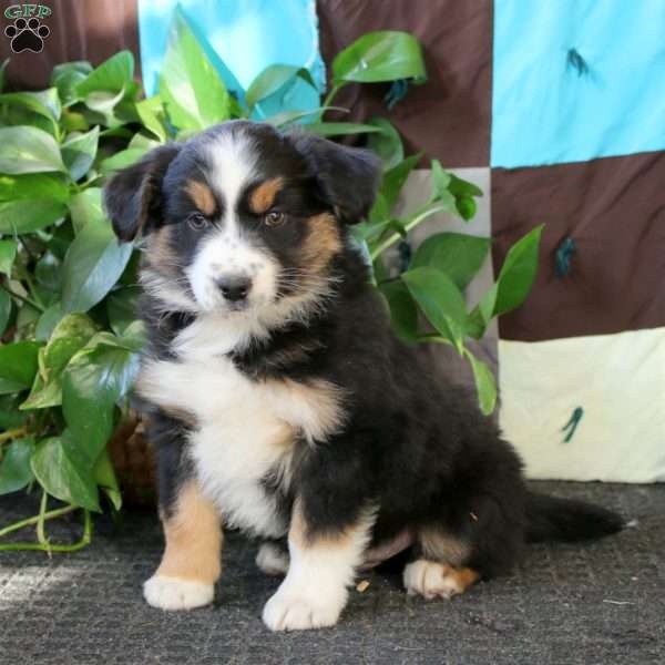 Arnie, Miniature Australian Shepherd Puppy