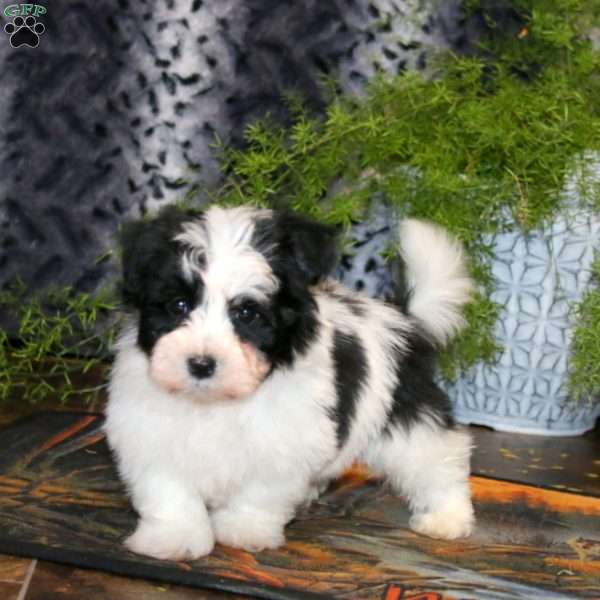 Arnie, Havanese Puppy