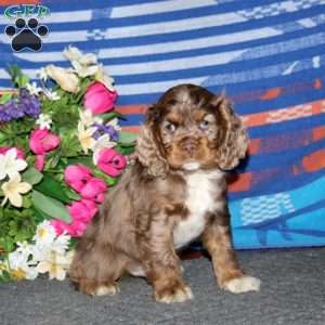 Arnie, Cocker Spaniel Puppy