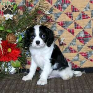 Arnie, Cavapoo Puppy