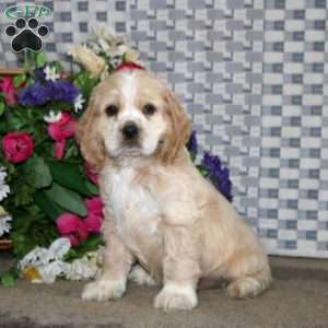 Arnie, Cockapoo Puppy