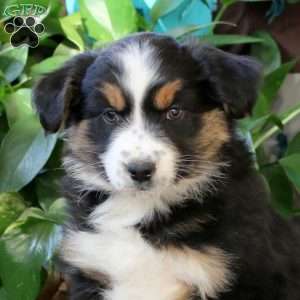 Arnie, Miniature Australian Shepherd Puppy