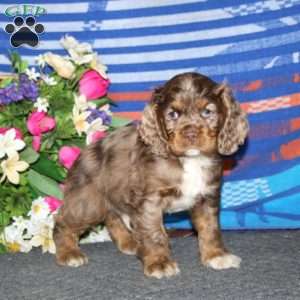 Arnie, Cocker Spaniel Puppy