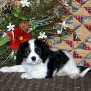 Arnie, Cavapoo Puppy