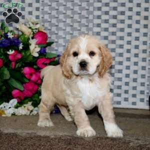 Arnie, Cockapoo Puppy