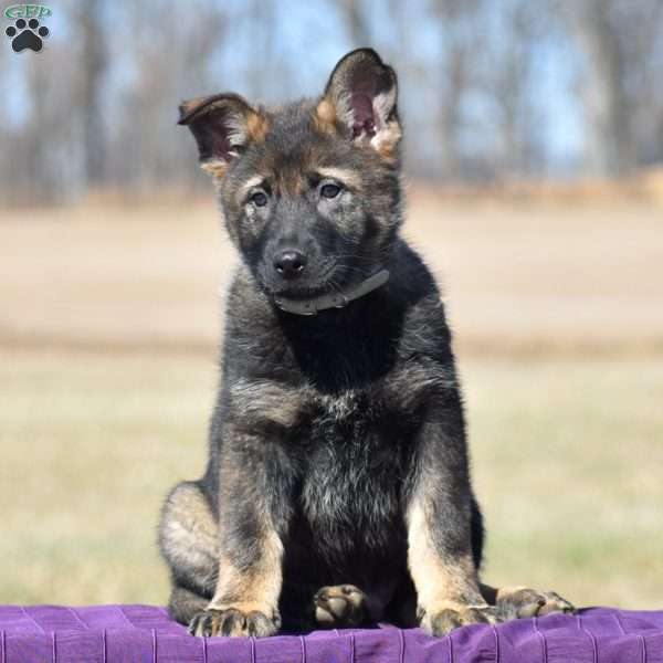 Arnold, German Shepherd Puppy