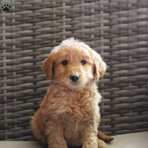 Arty, Goldendoodle Puppy