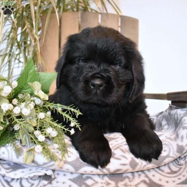 Asher, Newfoundland Puppy