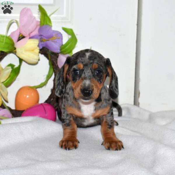 Asher, Dachshund Puppy