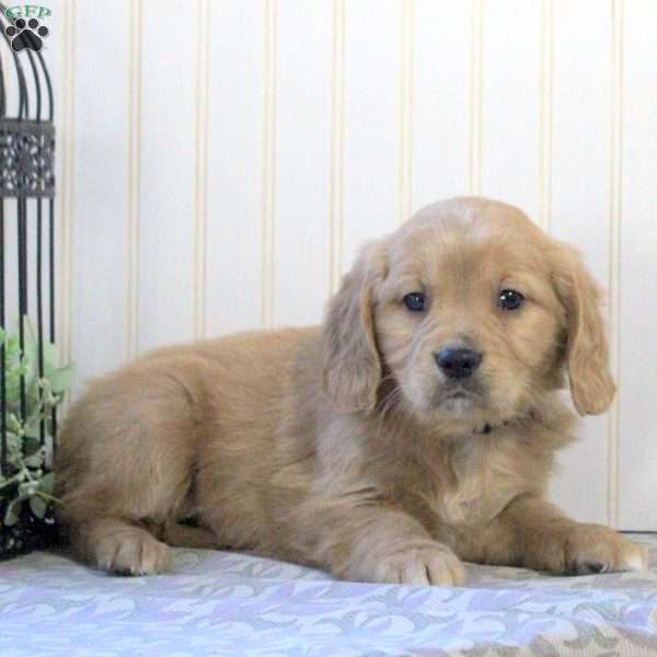 Asher, Miniature Golden Retriever Puppy