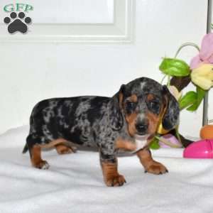 Asher, Dachshund Puppy