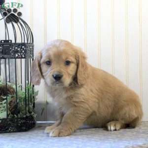 Asher, Miniature Golden Retriever Puppy