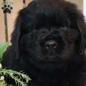 Asher, Newfoundland Puppy