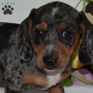 Asher, Dachshund Puppy