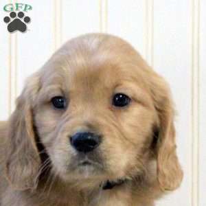 Asher, Miniature Golden Retriever Puppy