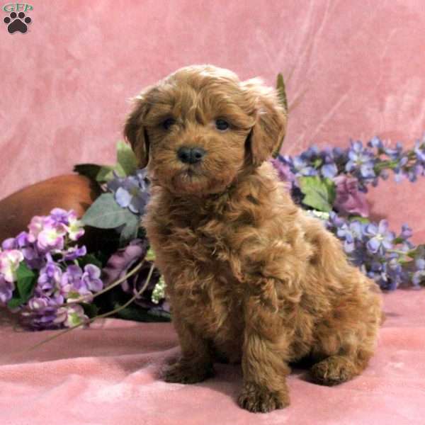 Aspen, Mini Goldendoodle Puppy
