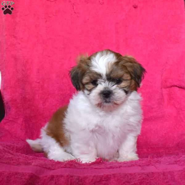 Aspen, Shih Tzu Puppy