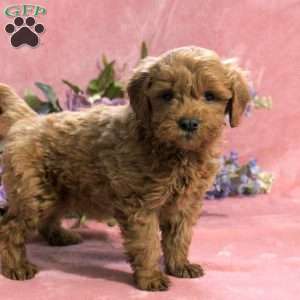 Aspen, Mini Goldendoodle Puppy