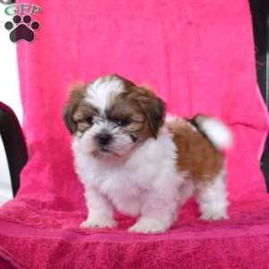 Aspen, Shih Tzu Puppy