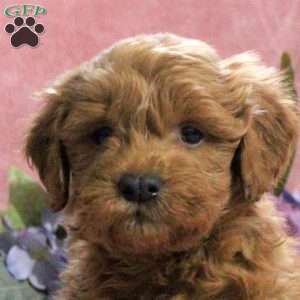 Aspen, Mini Goldendoodle Puppy