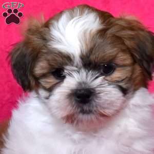 Aspen, Shih Tzu Puppy