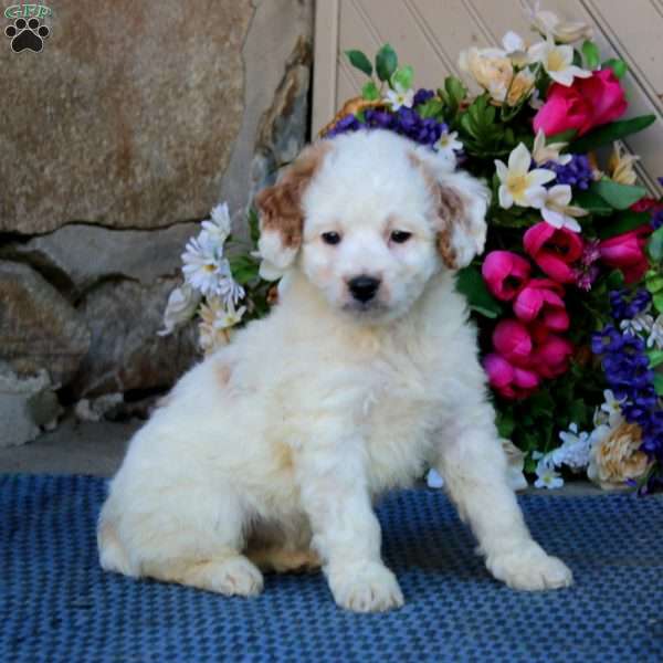 Aspen, Mini Goldendoodle Puppy