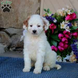 Aspen, Mini Goldendoodle Puppy