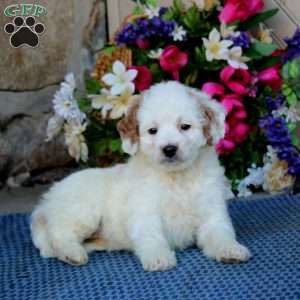 Aspen, Mini Goldendoodle Puppy