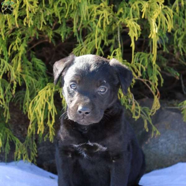 Aspen, Black Labrador Retriever Puppy
