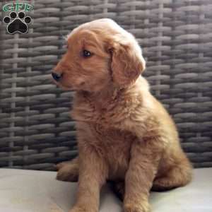 Aspen, Goldendoodle Puppy
