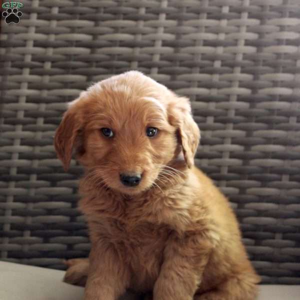 Aspen, Goldendoodle Puppy