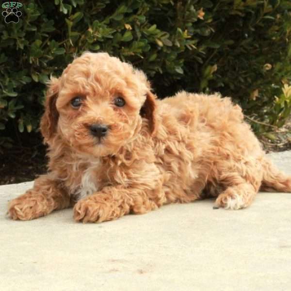 Atlas, Cockapoo Puppy