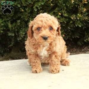 Atlas, Cockapoo Puppy