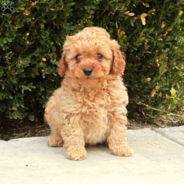 Atticus, Cockapoo Puppy