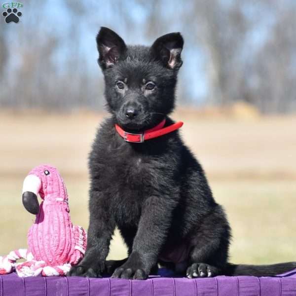 Audrey, German Shepherd Puppy