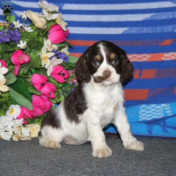 Audrey, Cocker Spaniel Puppy