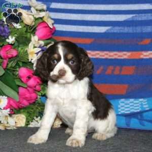 Audrey, Cocker Spaniel Puppy
