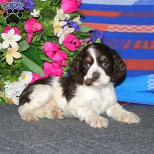 Audrey, Cocker Spaniel Puppy